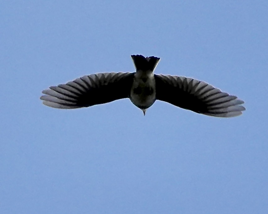 skylark